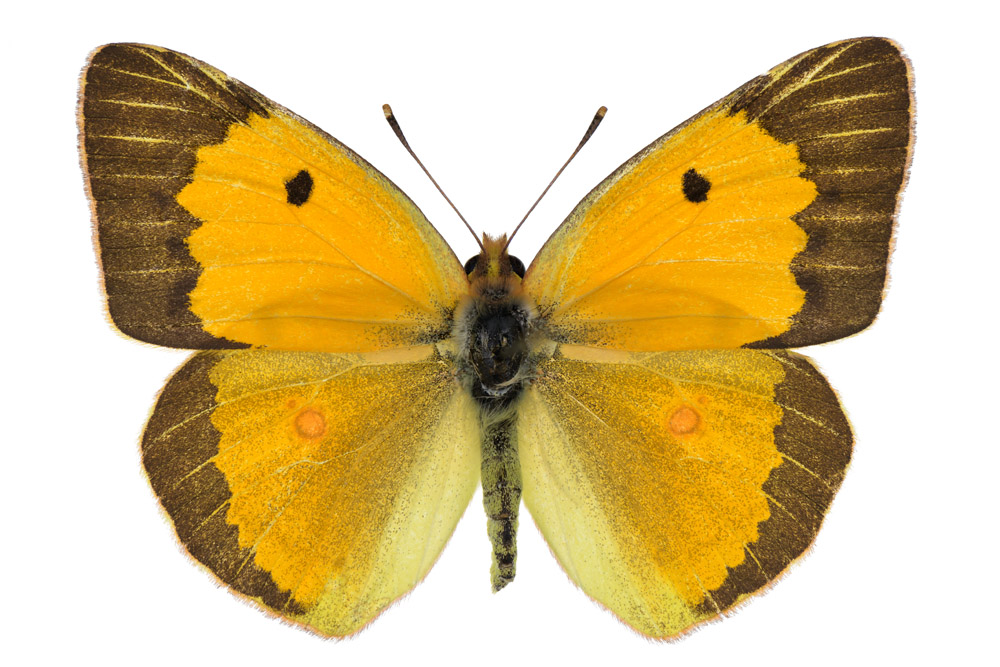 Familie der Weißlinge,  Fundort Lebach, Flügelspannweite 39 Millimeter